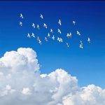 دانلود آهنگ فریبرز سلیمی به نام خون ارغوانها